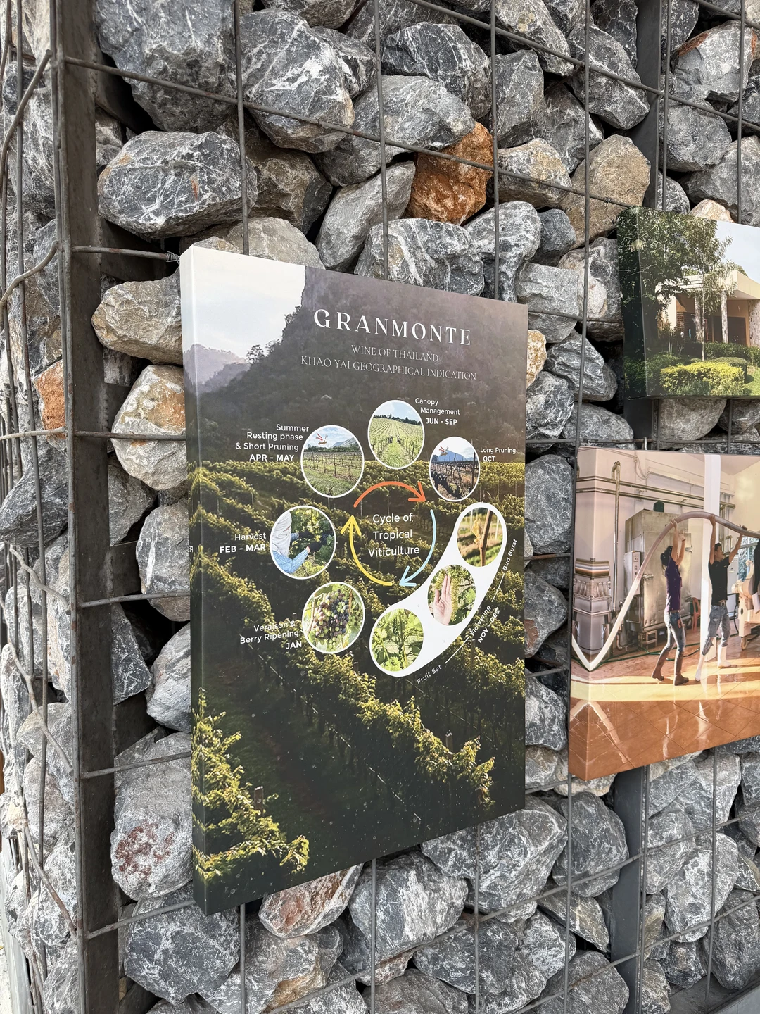 Ольга-приятный собеседник, комфортабельный автомобиль,экскурсия хорошо организована. Это наша не первая винодельня, ее уровень на высоте. Если