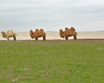 Природные богатства Калмыкии