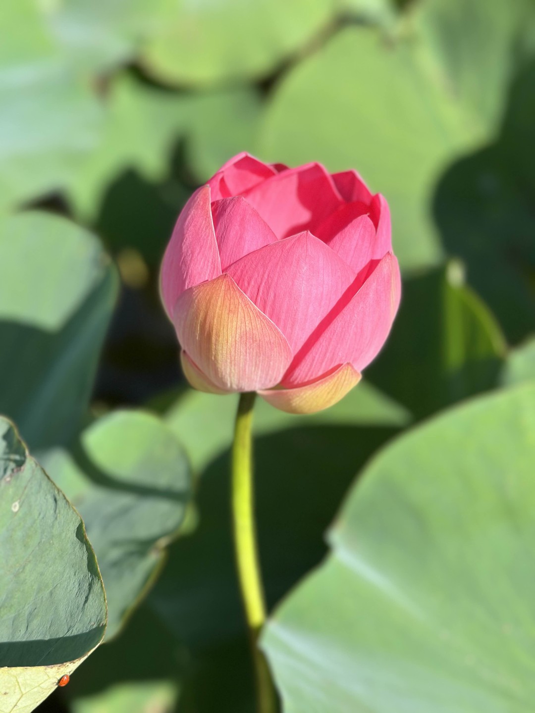 Понравилось на воде в жаркий день. Понравились лотосы. Понравился пляж. Понравился арбуз