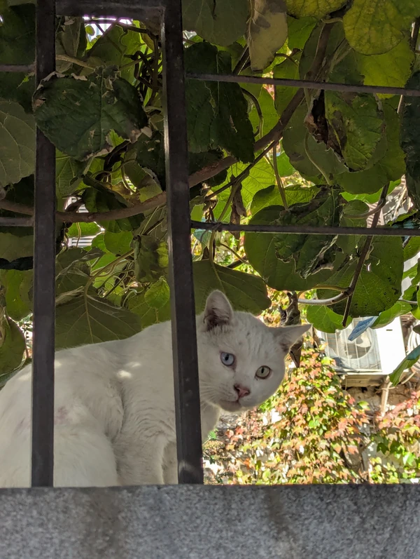Лучшие панорамы Тбилиси
