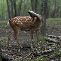 Фото отзыва 1: экскурсия "Сафари-парк и три бухты: Муравьиная, Шамора и Стеклянная"