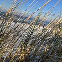 Фото отзыва 3: экскурсия "Куршская коса: волшебство на каждом шагу (из Зеленоградска)"