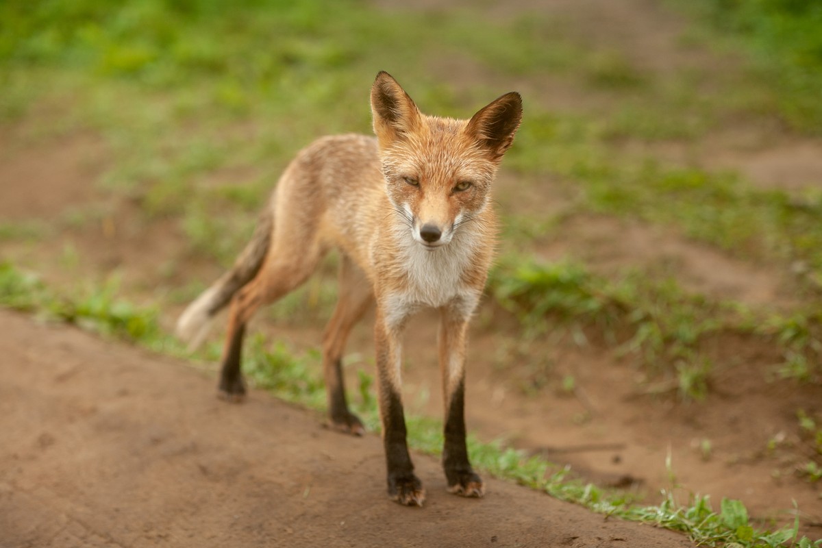 Владивосток и остров Русский: прогулка с фотографом (7/26)