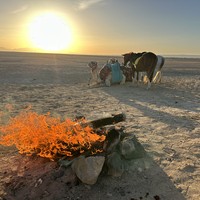 Фото отзыва 2: экскурсия "Ночная прогулка на верблюдах по-бедуински"