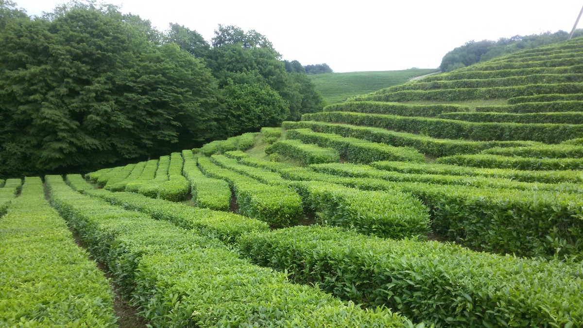 Гастрономическое приключение в долине Мацесты (4/12)