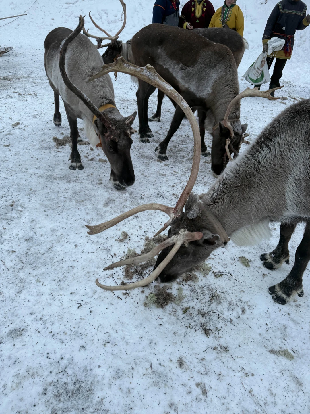 Однозначно рекомендую! Максим не просто гид, у него талант экскурсовода, во время экскурсии было максимально комфортно