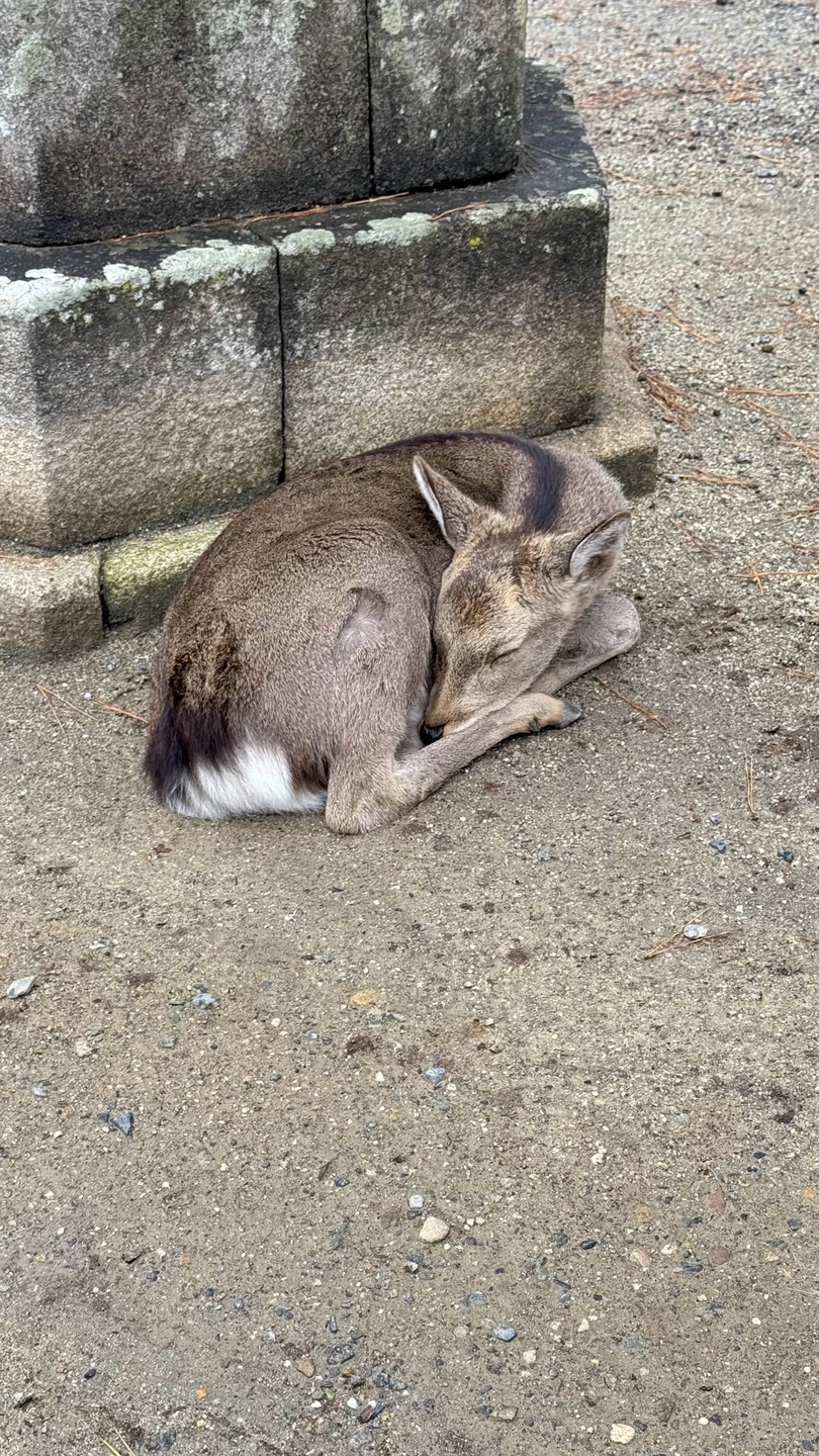 Отличный гид, со своим транспортом и видением Японии 🙂 Мы посещали Киото, Нару и Осаку, составляли
