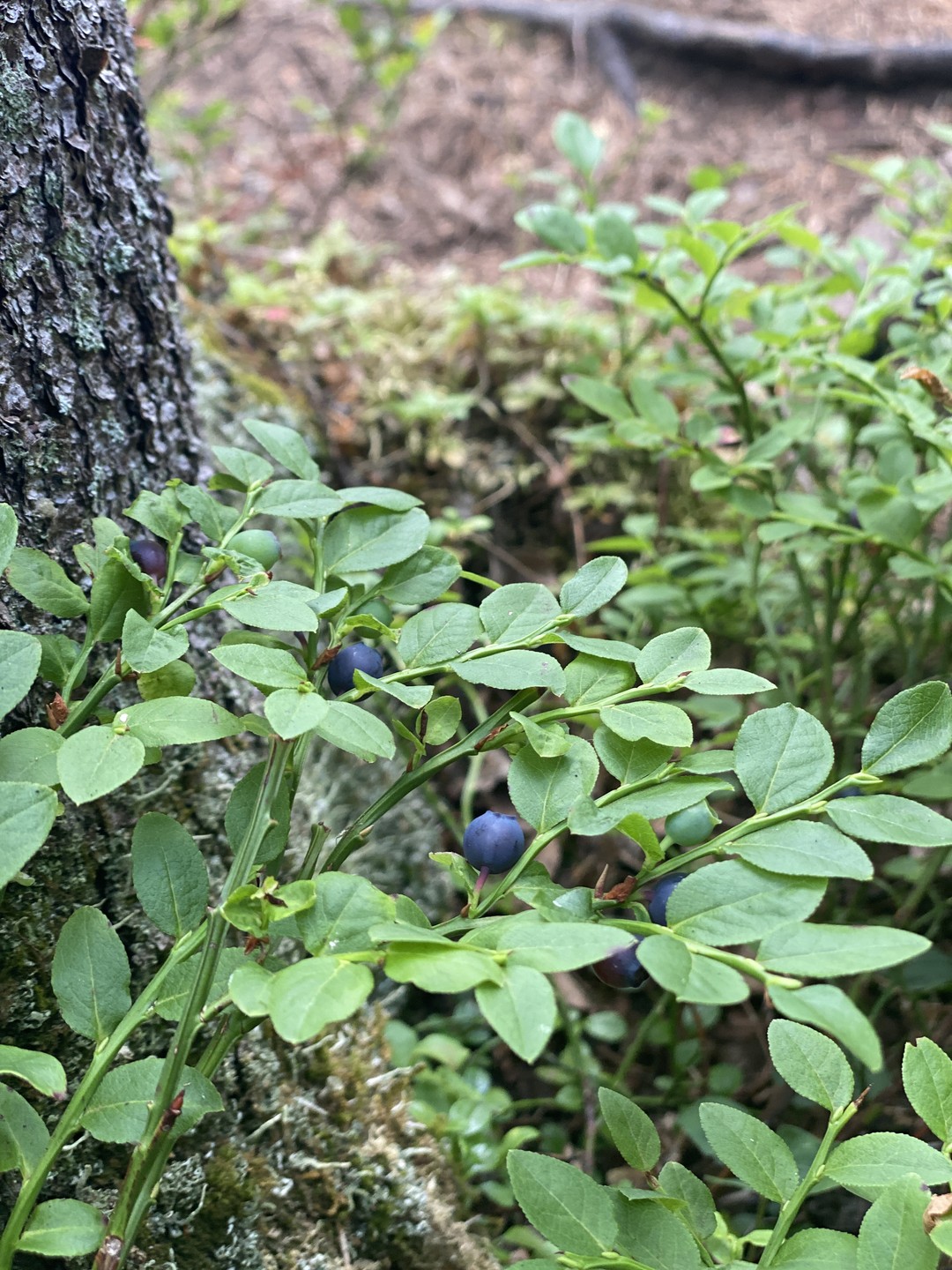 Александр — лучшее, что случалось с туризмом в Перми. Хорошо, что моё знакомство с Уралом началось