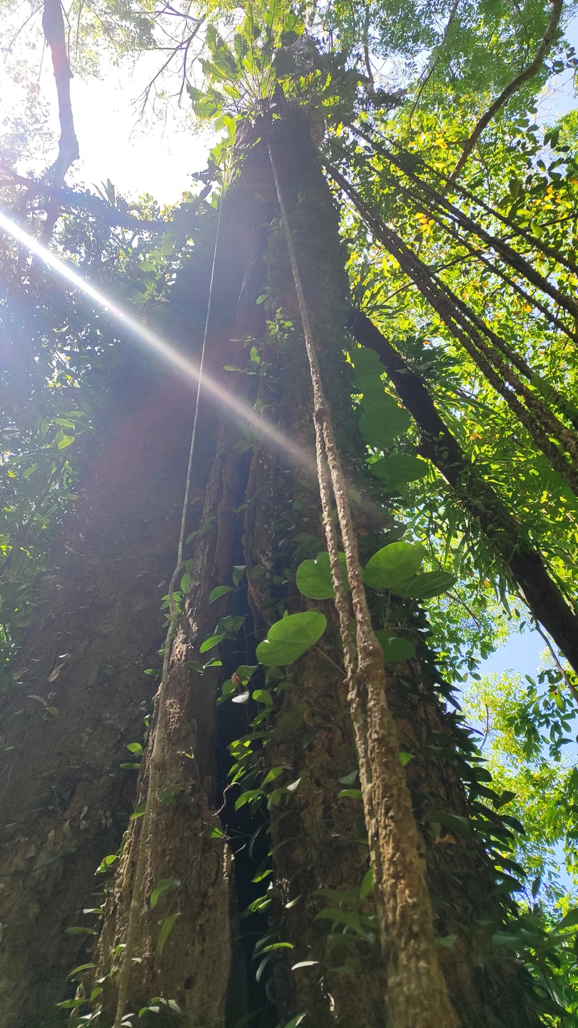 Нам с мужем экскурсия понравилась - увидели термитники, множество красивых бабочек, как растут бананы, манго, имбирь