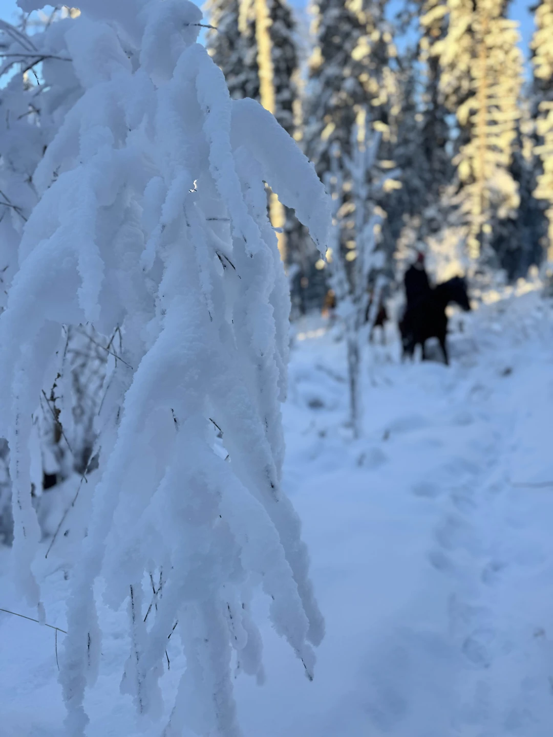 Экскурсия очень понравилась! Анастасия чудесный рассказчик, много знает о крае. Благодаря ей оказались в зимней сказке✨