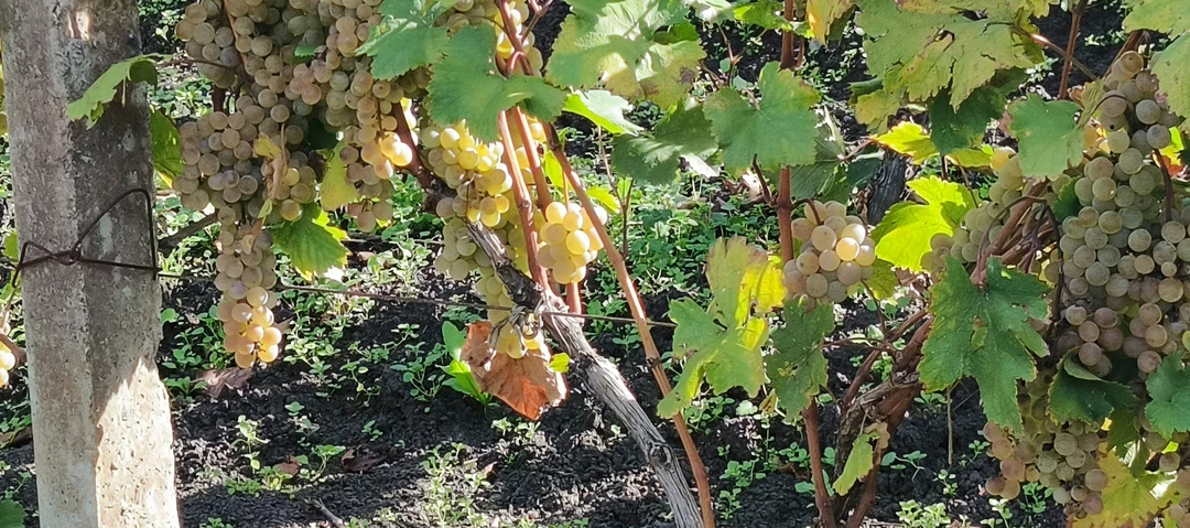 Золотое кольцо Кахетии (Лариса)