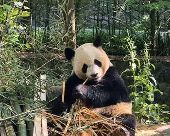 Заповедник больших панд и городок у реки