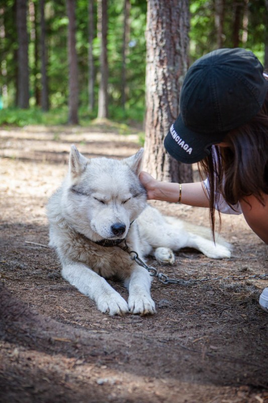 В гости к хаски - из Петрозаводска