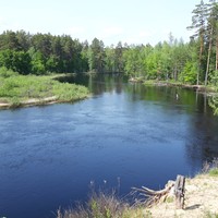 Фото отзыва 3: экскурсия "В Окский заповедник — к журавлям и зубрам!"