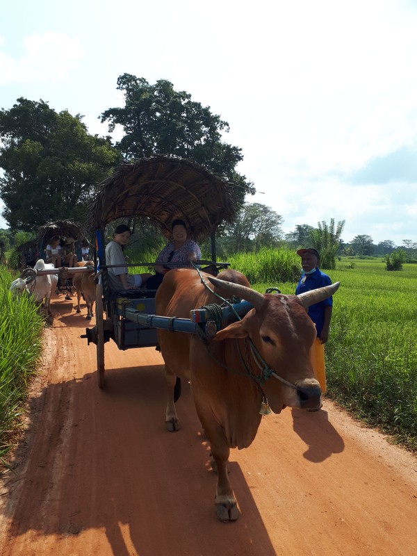 Фото отзыва 3: авторский тур "Такая разная Шри-Ланка: слоновий приют, джип-сафари и отдых на пляже с ребёнком"