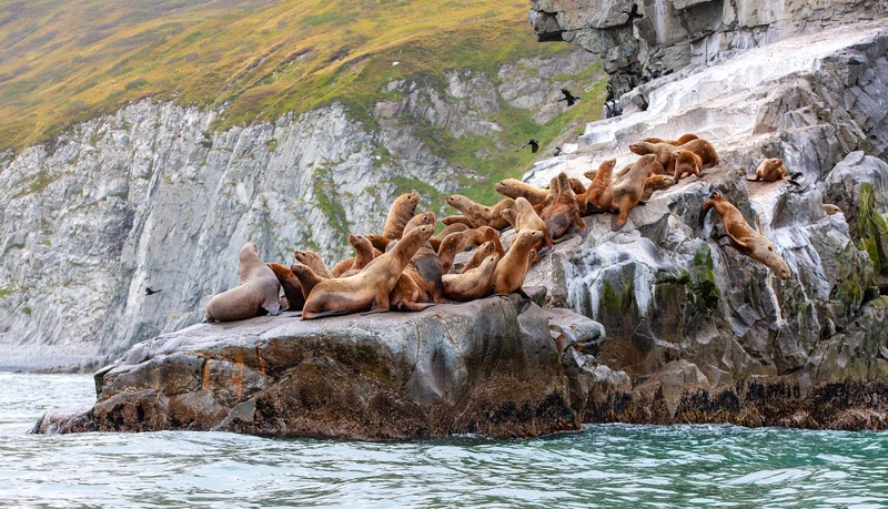 VIP-круиз с экспертами и музыкантами от Камчатки до Чукотки (всё включено)