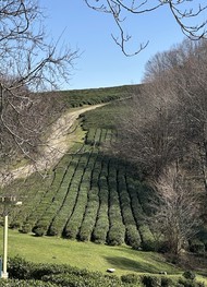 Фото отзыва 1: экскурсия "Чарующие Змейковские водопады"