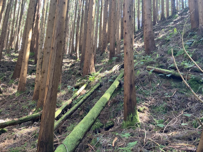 Треккинг к Лагоа-ду-Серру - скрытой лагуне в сердце Терсейры