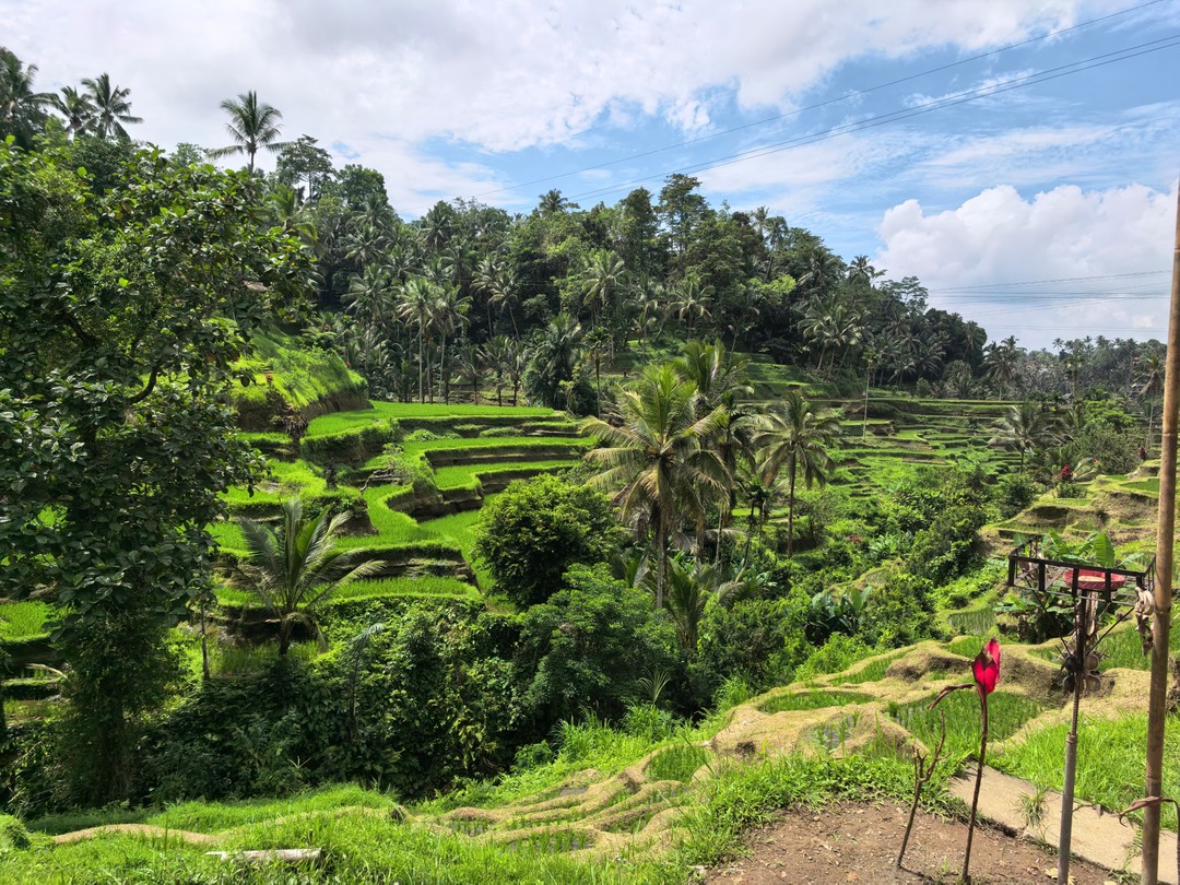 Сердце Бали: живописные плантации, парк птиц и краски Убуда (Aleksandra)
