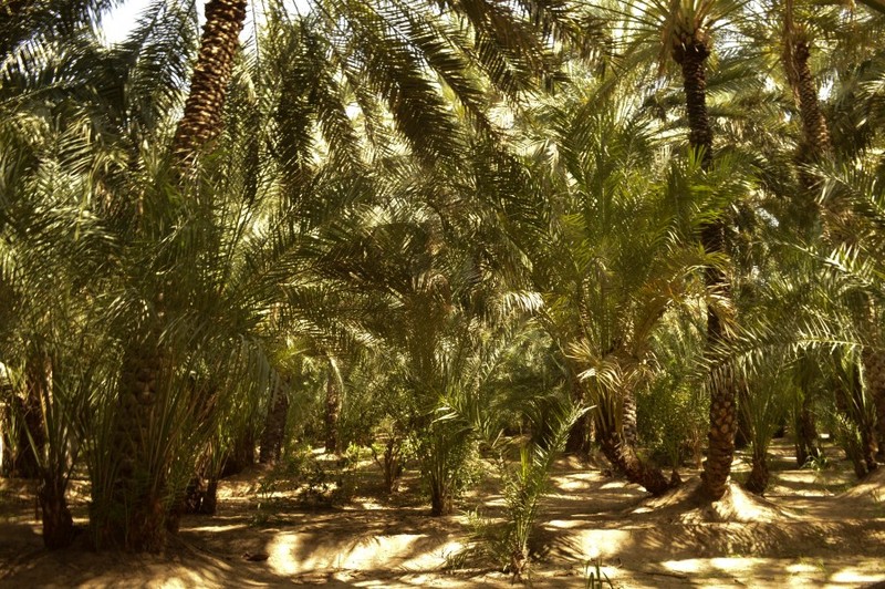 Фото отзыва 3: экскурсия "Цветущий Аль-Айн"