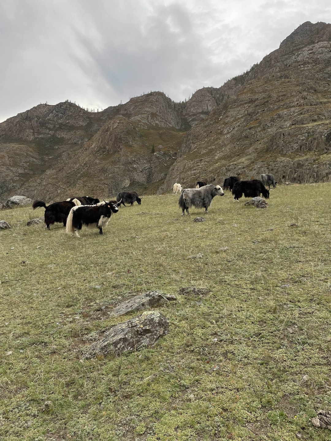 Вот и завершился этот чудесный 4-х дневный тур по горному Алтаю. Нас было 5 туристов +