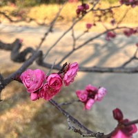 Фото отзыва 1: экскурсия "Топ-5 символов Токио: живой рассказ о столице"