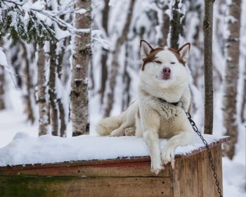 В гости к саамам: знакомство с культурой, дегустация, общение с животными, зимние забавы