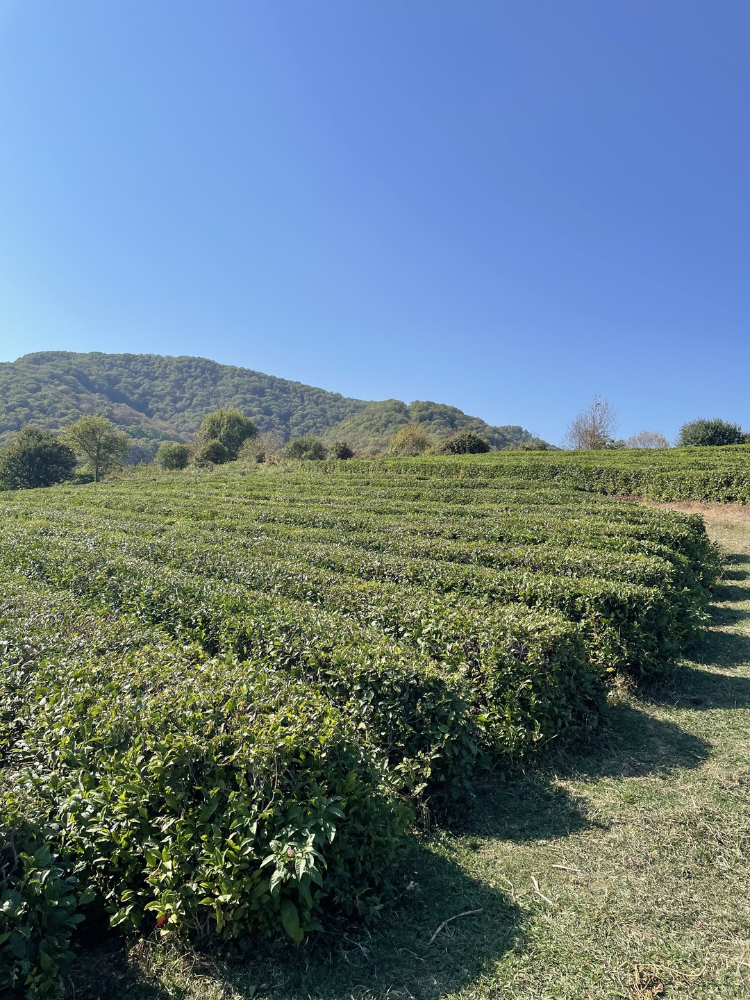 Это был потрясающий отдых, приехала с больным желудком… уехала со здоровым 👍 Мария очень вкусно готовила,