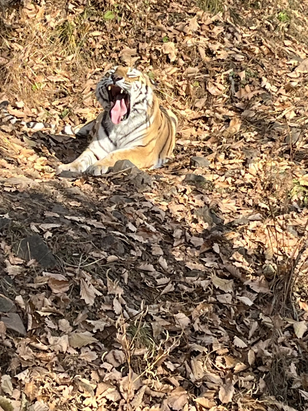 Большое спасибо нашему гиду Елене! Она сама любит свой город и край и умеет зарядить этим свих экскурсантов