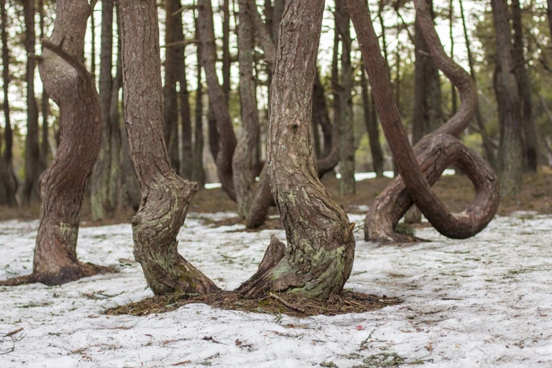 Куршская коса, Зеленоградск и сыроварня «Шаакен Дорф» - из Калининграда (в мини-группе)