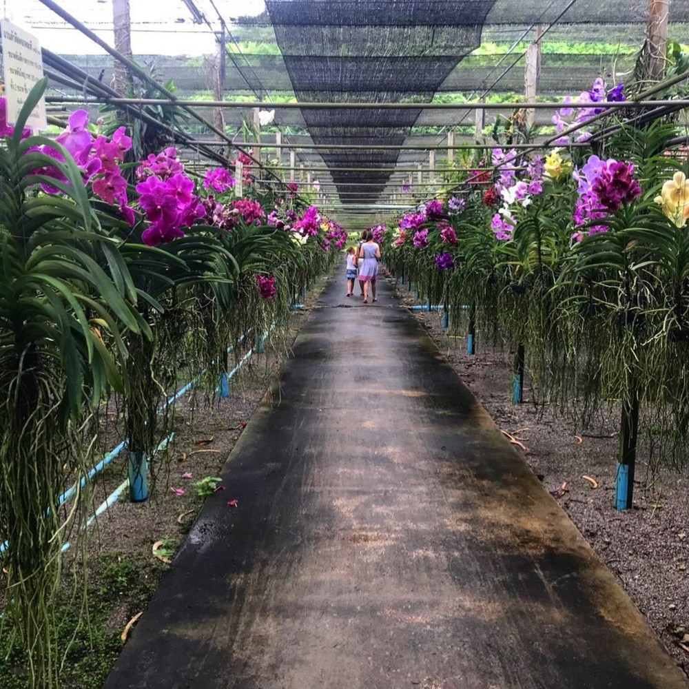 Фото Загадки провинции Ратчабури: альпаки, горячие источники, пещеры