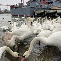 Фото отзыва 7: экскурсия "Яркое путешествие из Калининграда в Светлогорск, Балтийск и Янтарный"