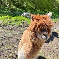Фото отзыва 3: экскурсия "Долина нарзанов и ферма альпак: приключения в окрестностях Кисловодска"