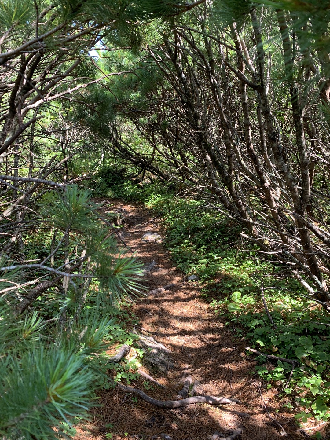 У меня нет опыта восхождений на горы, поход на пик Чехова стал первым. Спасибо гиду Сергею