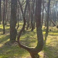 Фото туриста Юлия 2 - Великолепная Куршская коса и очаровательный Зеленоградск