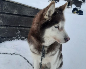 Тренировочный центр экспедиционных собак, деревня Киндасово, размещение в Петрозаводске