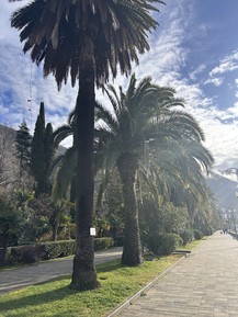 Фото отзыва 3: экскурсия "Три в одном: озеро Рица, Новый Афон и Гагры"