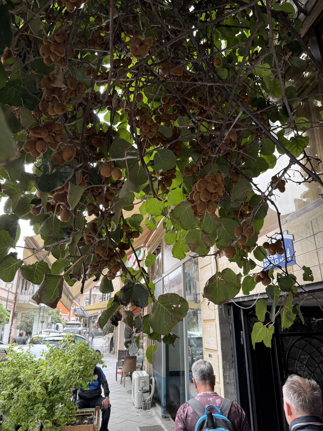 Многоликий Батуми (Светлана)