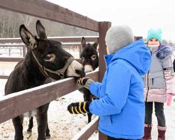 Знакомство с жителями фермы