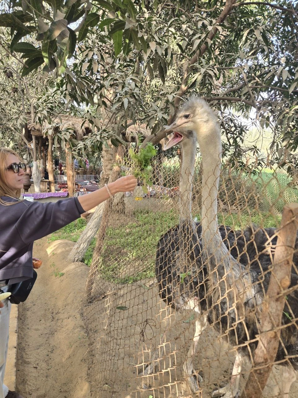 Каир, каким его мало кто видел: Гиза, Саккара, Дахшур и Мемфис (Олеся)