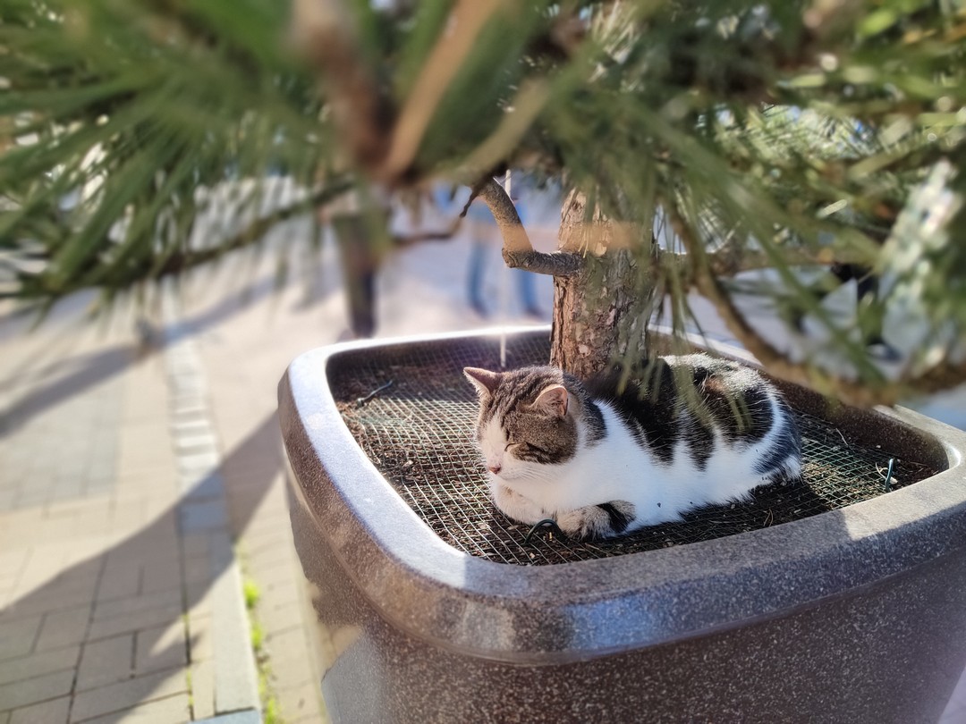 Фото отзыва 6: экскурсия "Утренняя Куршская коса, Зеленоградск и замок Нессельбек на автобусе"
