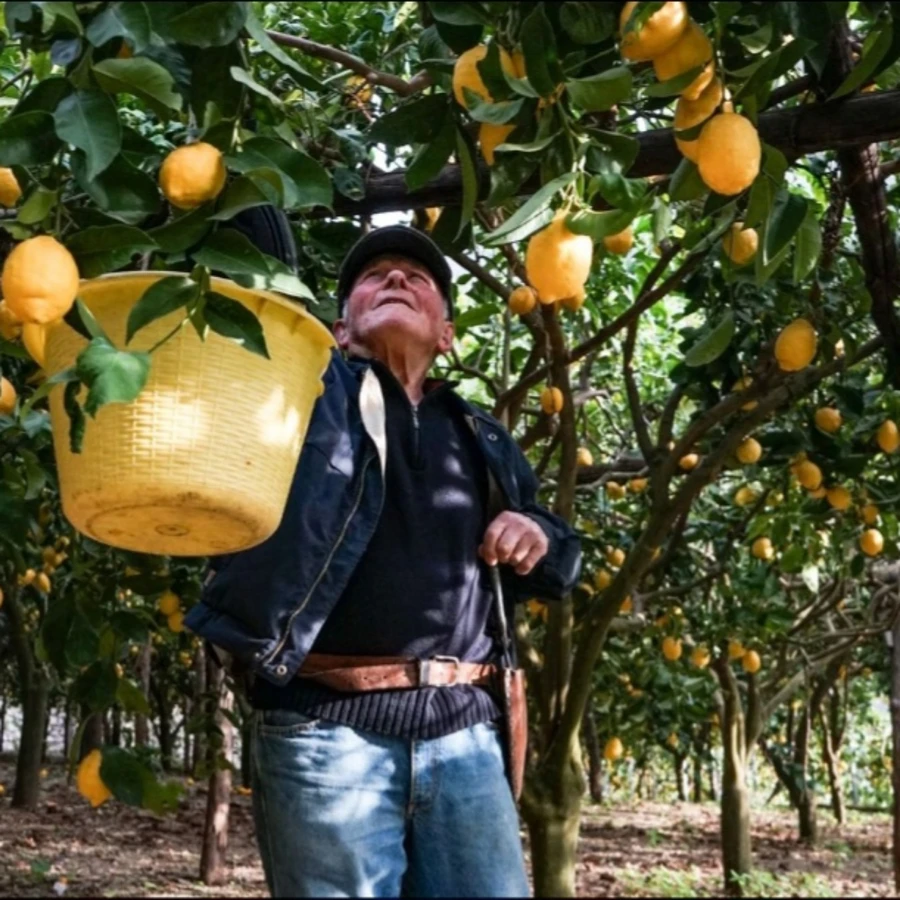 Лимонный рай возле Везувия: мастер-класс от шеф-повара