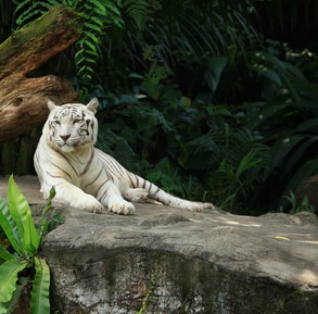 Сингапурский зоопарк