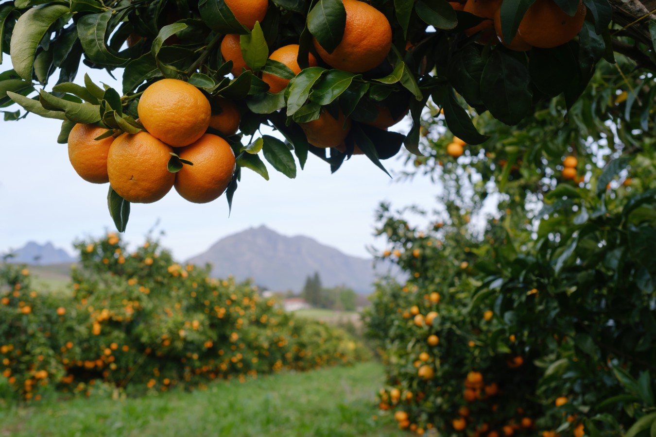 Мандариновое путешествие в Абхазию (из Сочи)