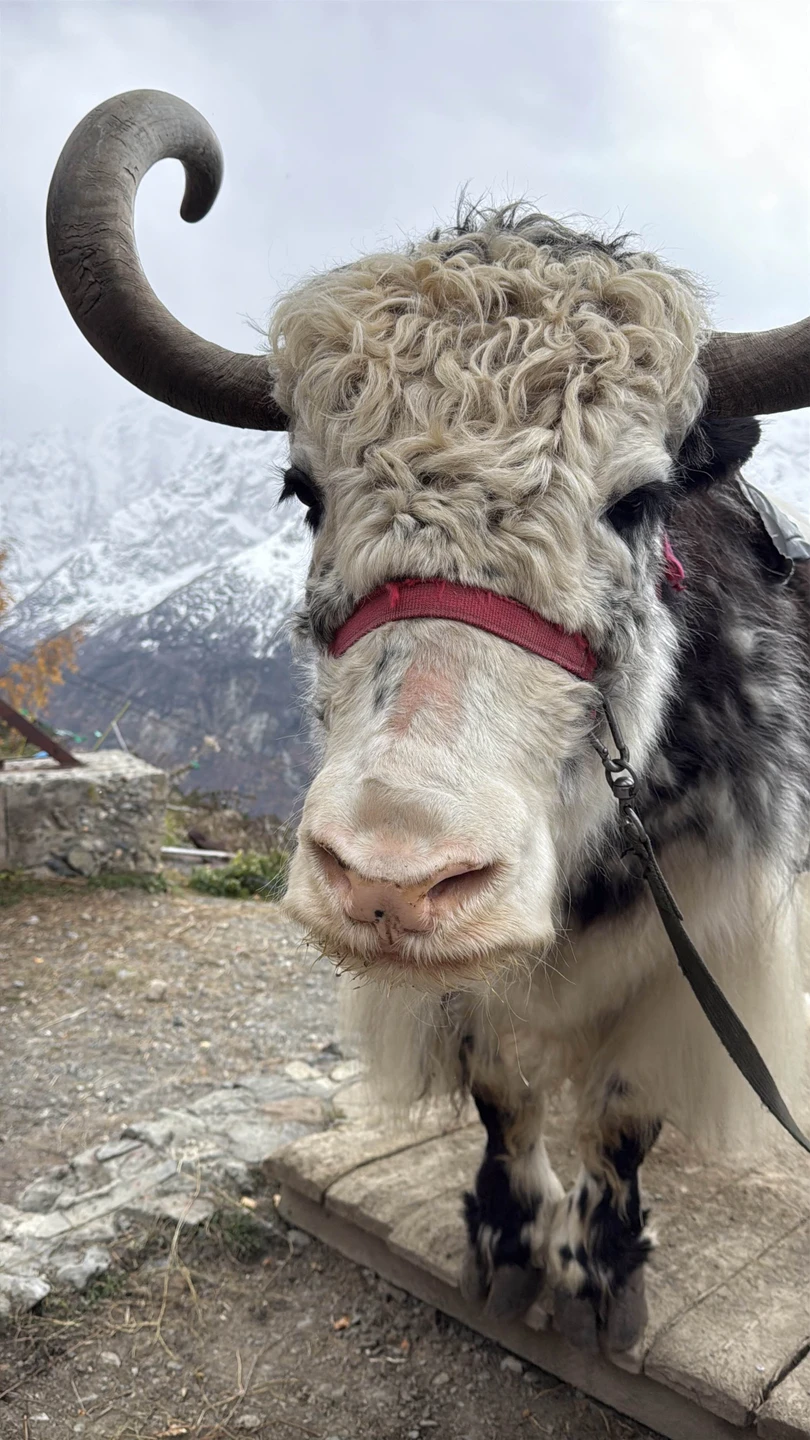 Автопутешествие на Домбай в мини-группе из Минеральных Вод (Ирина)