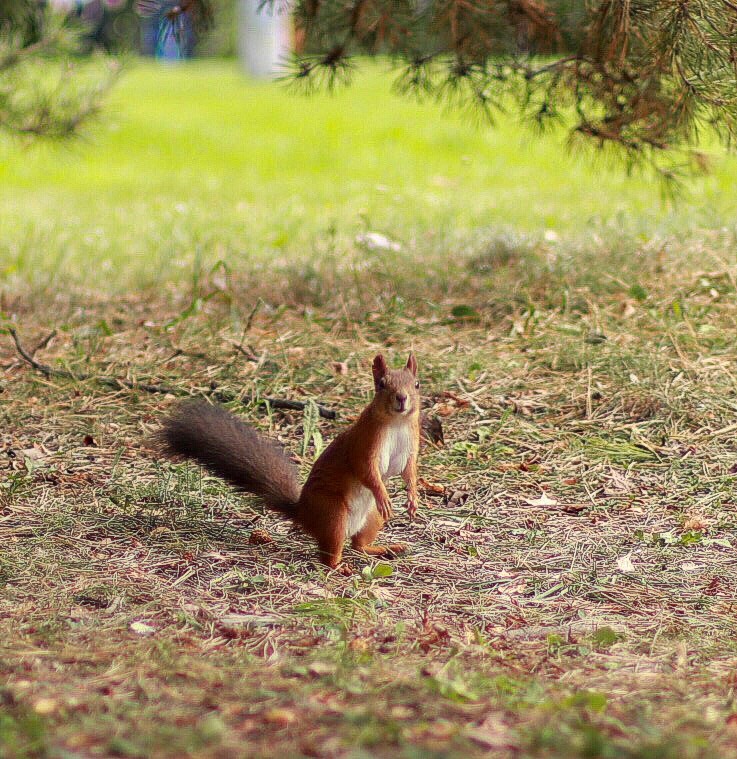Храмы и памятники парка Победы (7/7)