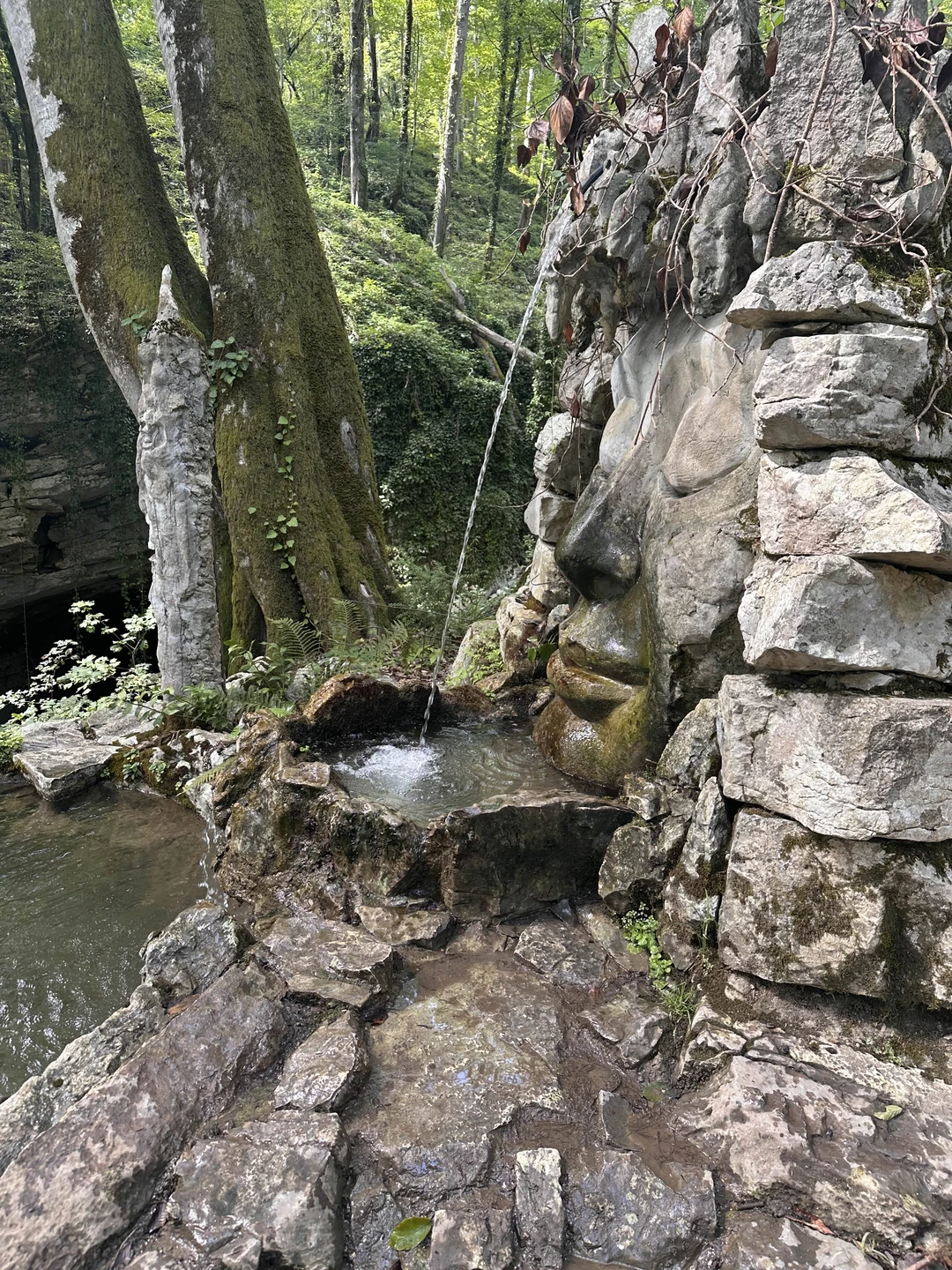 Экскурсия очень разнообразная. Погуляли по волшебному самшитовому лесу, залезли на руины, нафотографировались на чайных плантациях, попробовали
