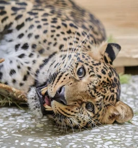 Челябинский зоопарк